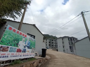 奉化王家桃園水蜜桃采摘基地