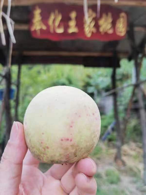 奉化王家桃園水蜜桃采摘