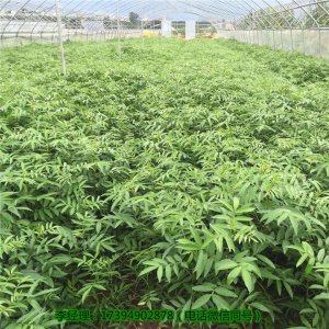 資陽可以種植藤椒樹苗嗎，資陽藤椒樹苗基地
