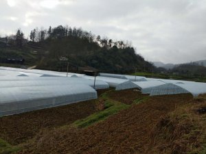 溫室大棚養(yǎng)殖