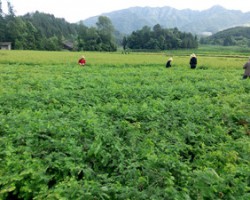 湖北芝蘭農業有限公司
