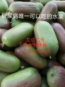 龍成二號2年苗