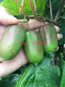 龍成二號2年苗
