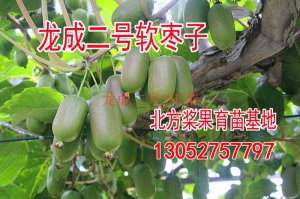 山西龍成二號兩年苗