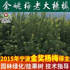 正宗楊梅樹(shù)綠化樹(shù)苗批發(fā) 4-5公分工程綠化苗