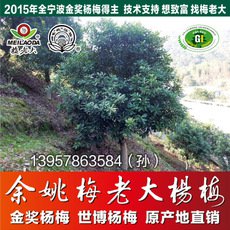 余姚基地直供獨(dú)桿綠化楊梅樹(shù)苗