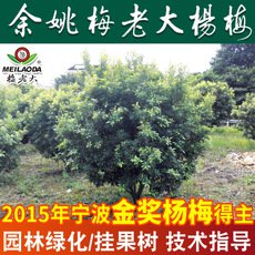 大量楊梅樹(shù)苗工程綠化苗 P=2.5,H=3