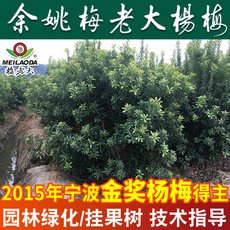 余姚楊梅基地批發(fā) P=2,H=2.5高桿楊梅樹(shù)苗