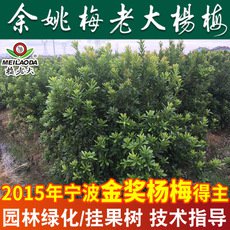 余姚楊梅基地批發(fā) P=2,H=2.5高桿楊梅樹(shù)苗