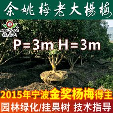 基地直銷工程綠化楊梅樹(shù)苗 P=3,H=3楊梅苗