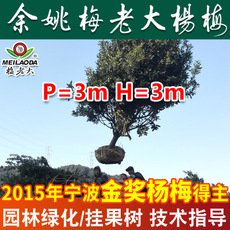 基地直銷工程綠化楊梅樹(shù)苗 P=3,H=3楊梅苗