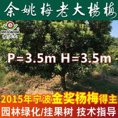 基地批發(fā)楊梅樹(shù)苗 P=3.5,H=3.5工程綠化苗