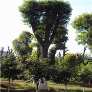 益陽市赫山區(qū)大型香樟種植基地
