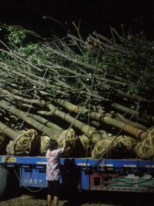 原生骨架香樟正在裝車中