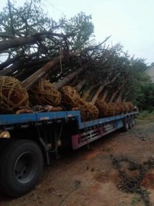 原生骨架香樟正在裝車中