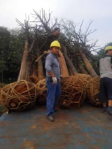 原生骨架香樟正在裝車中