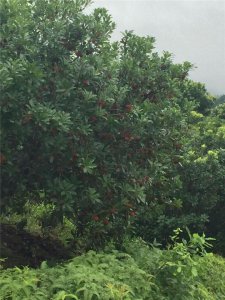 浙江楊梅樹供應(yīng)/臺(tái)州楊梅樹最新價(jià)格