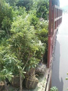 浙江楊梅樹供應(yīng)/臺(tái)州楊梅樹最新價(jià)格