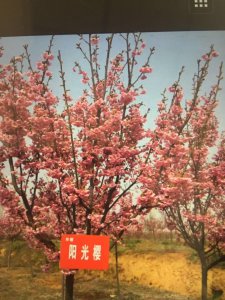 陽(yáng)光櫻