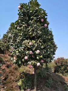 十八學(xué)士茶花