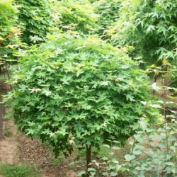 南召縣苗木種植農(nóng)民專業(yè)合作社