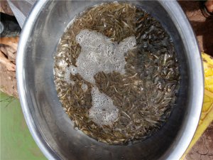 泥鰍繁育養殖