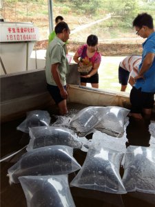 中高檔魚類繁育養殖