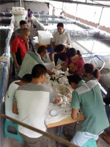 中高檔魚類繁育養殖