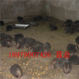 祿榮商品鼠養殖