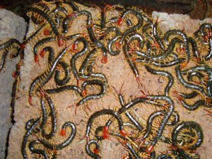 畢節(jié)蜈蚣養(yǎng)殖