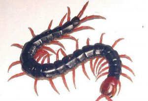 畢節(jié)蜈蚣養(yǎng)殖